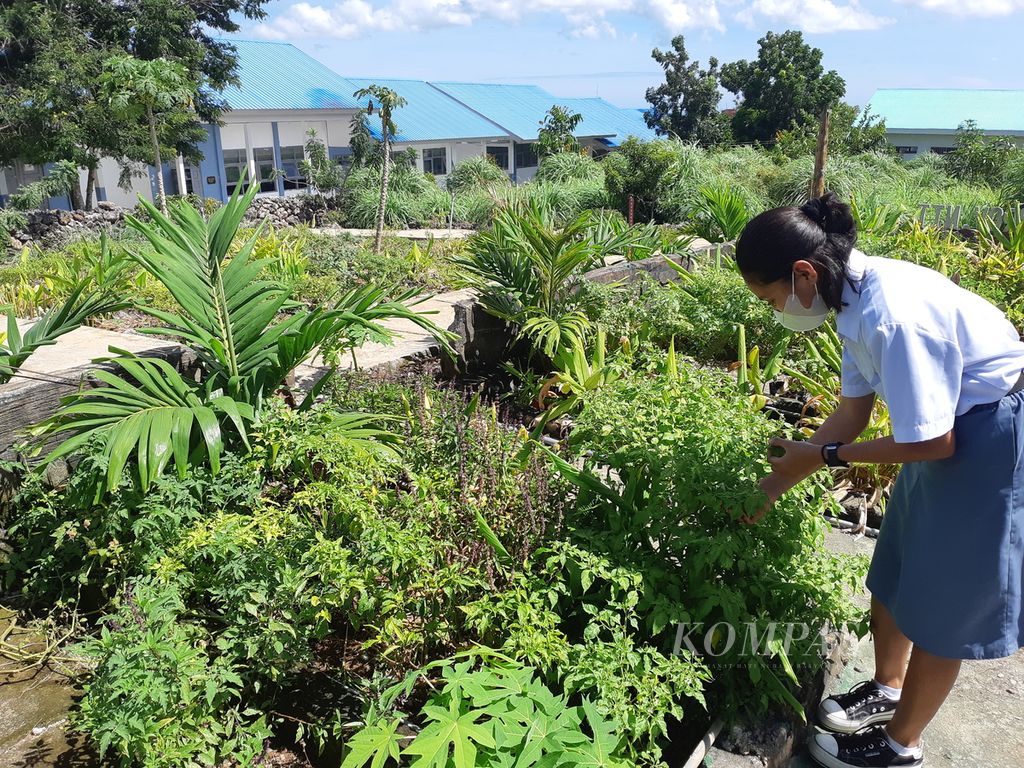 A female student harvests basil leaves in the spice garden of SMAN 6 Kupang City, East Nusa Tenggara, on Tuesday (16/4/2024).