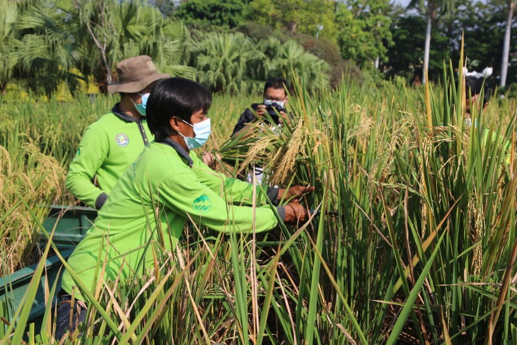 Salah satu cara menjaga ketahanan pangan, Pemerintah Kota Surabaya terus memanfaatkan lahan kosong untuk ditanami, termasuk memanfaatkan 18 bak fiber untuk ditanami padi, di Taman Surya Balai Kota Surabaya, Jawa Timur, Rabu (9/6/2021). 