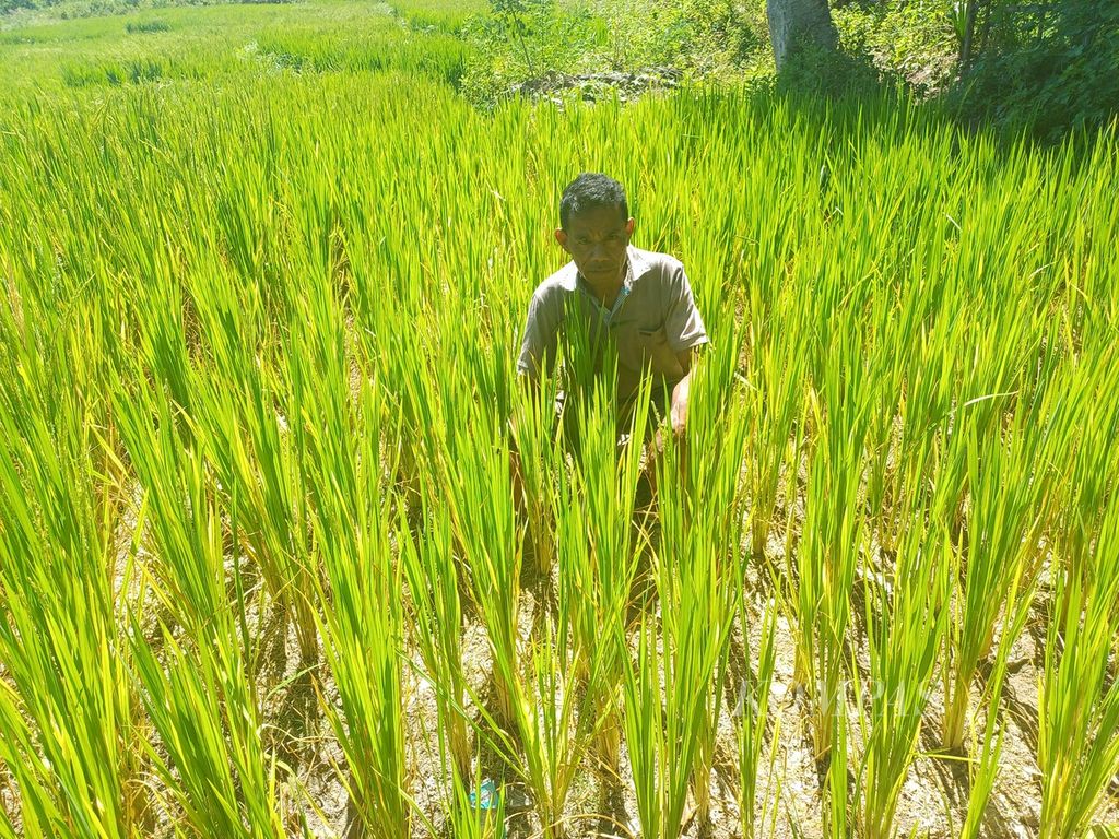 Yonatan Boinbalan (45), petani di Kampung Sokon, Kelurahan Fatukoa, Kota Kupang, Rabu (8/5/2024), mengeluhkan debit air Sungai Oetun yang menurun drastis.