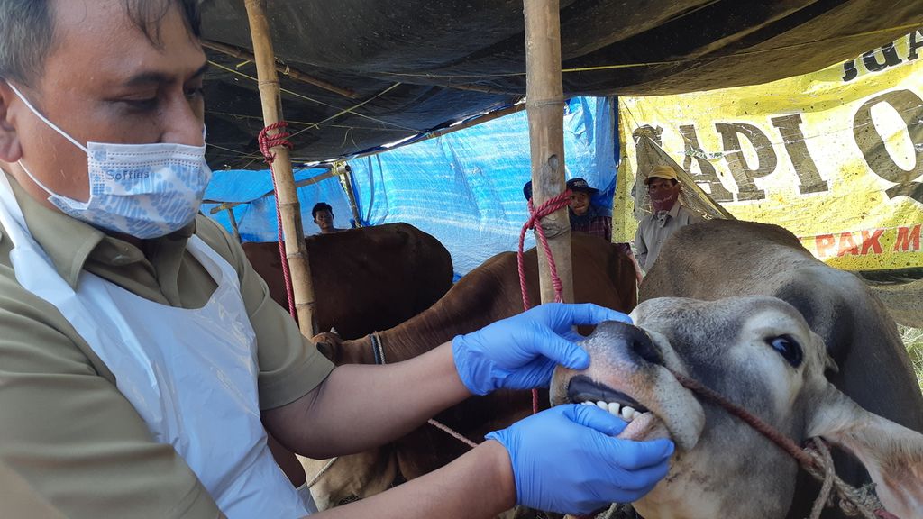 Dokter hewan dari Dinas Pangan dan Pertanian Sidoarjo memeriksa kesehatan hewan kurban untuk mencegah penularan penyakit, Senin (27/6/2022). Penjualan hewan kurban diatur hanya di 29 lokasi dan diawasi ketat untuk mencegah penularan penyakit mulut dan kuku.
