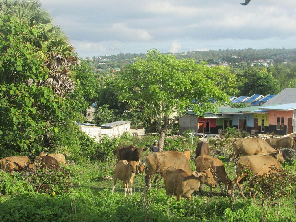 Kondisi sapi di Kota Kupang, Sabtu (11/4/2020), tampak kurus, lemah, dan mudah terserang penyakit. Kondisi ini rentan membuat sapi terserang penyakit.