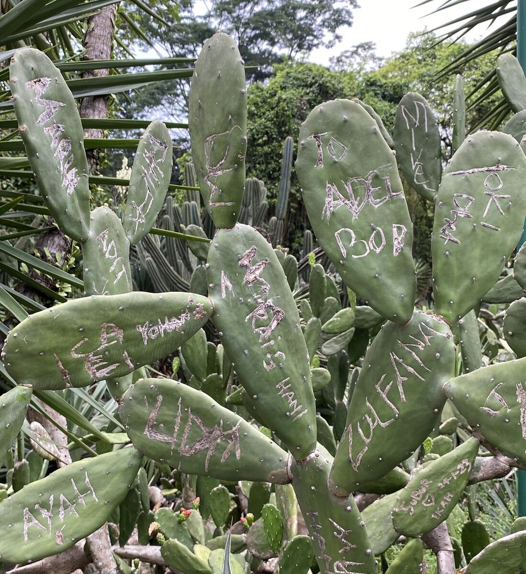 Pohon kaktus di Taman Meksiko Kebun Raya Bogor harus menanggung luka akibat tindakan vandalisme pengunjung, Jumat (12/4/2024).