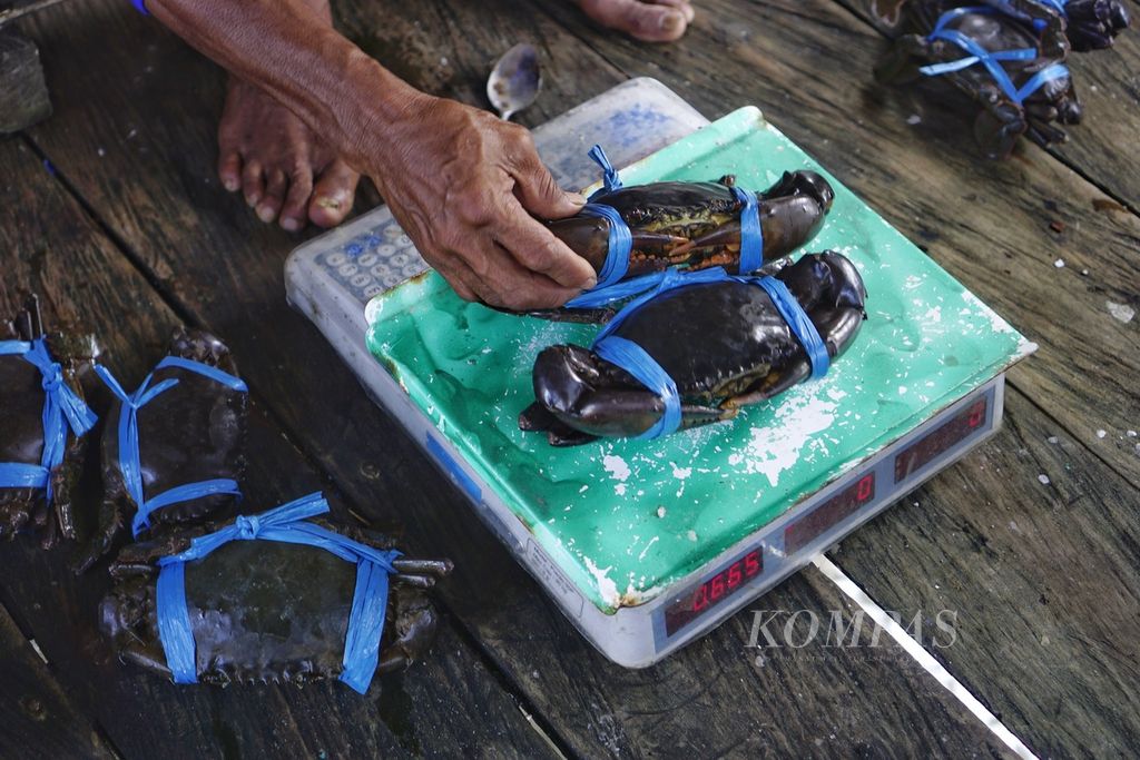 Saiful (52), seorang pengepul, menimbang kepiting yang dijual nelayan kepadanya di Kelurahan Jenebora, Kecamatan Sepaku, Penajam Paser Utara, Kalimantan Timur, Minggu (6/3/2022).