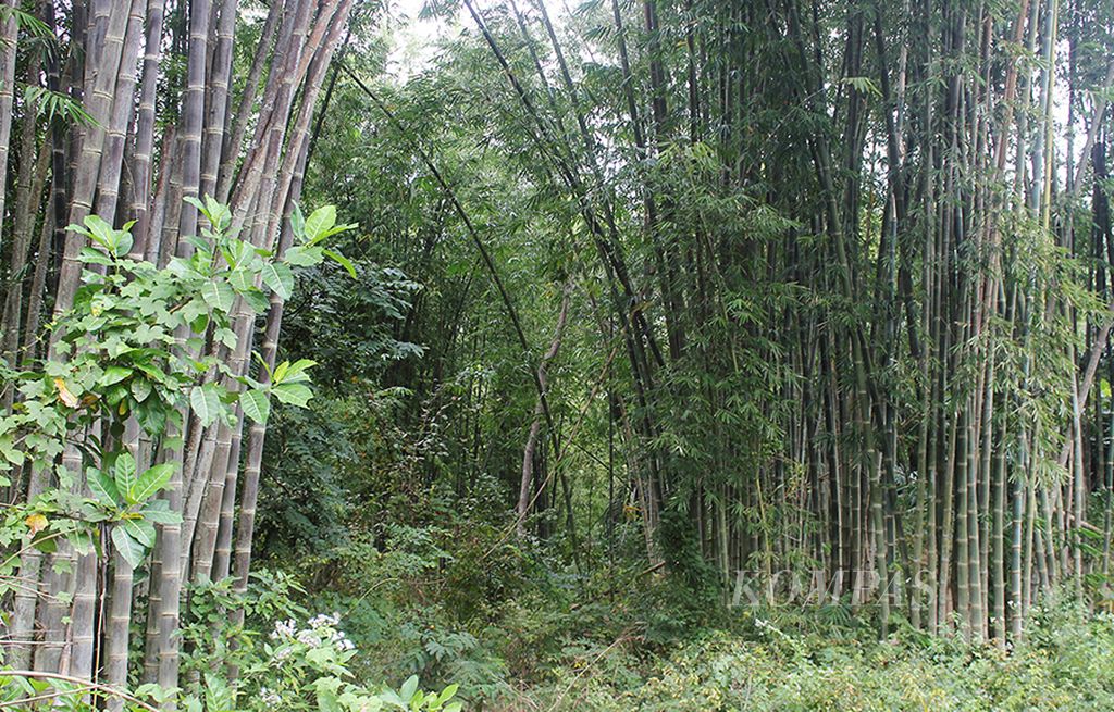 Bambu betung berwarna coklat tumbuh di tengah semak belukar tanpa perawatan. Sebagian besar bambu di Ngada tumbuh begitu saja di hutan. Tinggi bambu jenis ini sampai 50 meter, tetapi yang layak digunakan sebagai bahan bangunan sekitar 30 meter. Bambu tersebut sejauh ini belum diolah menjadi bahan baku produk ikutan lainnya. Padahal, tekstil pun ada yang berbahan baku bambu.