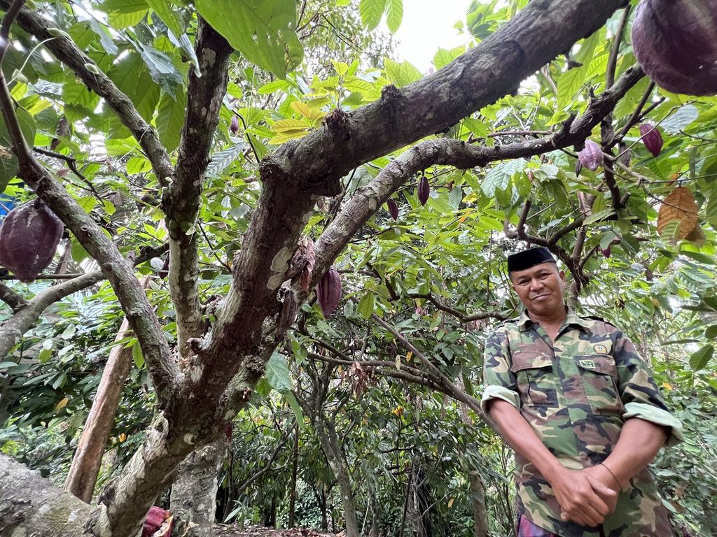 Abdul Rauf (60) menunjukkan tanaman kakaonya yang sudah berusia tua di Kecamatan Bulo, Polewali Mandar, Sabtu (16/9/2023).