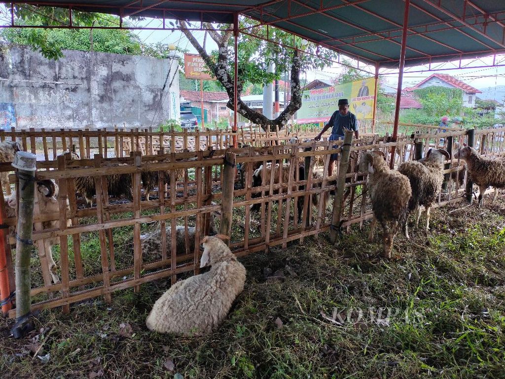 Sejumlah pedagang mulai menyiapkan hewan ternak untuk kebutuhan hewan kurban. Foto diambil dari penjualan hewan kurban di tepi jalan raya di Kecamatan Magelang, Selatan, Kota Magelang, Jawa Tengah, Minggu (19/6/2022).