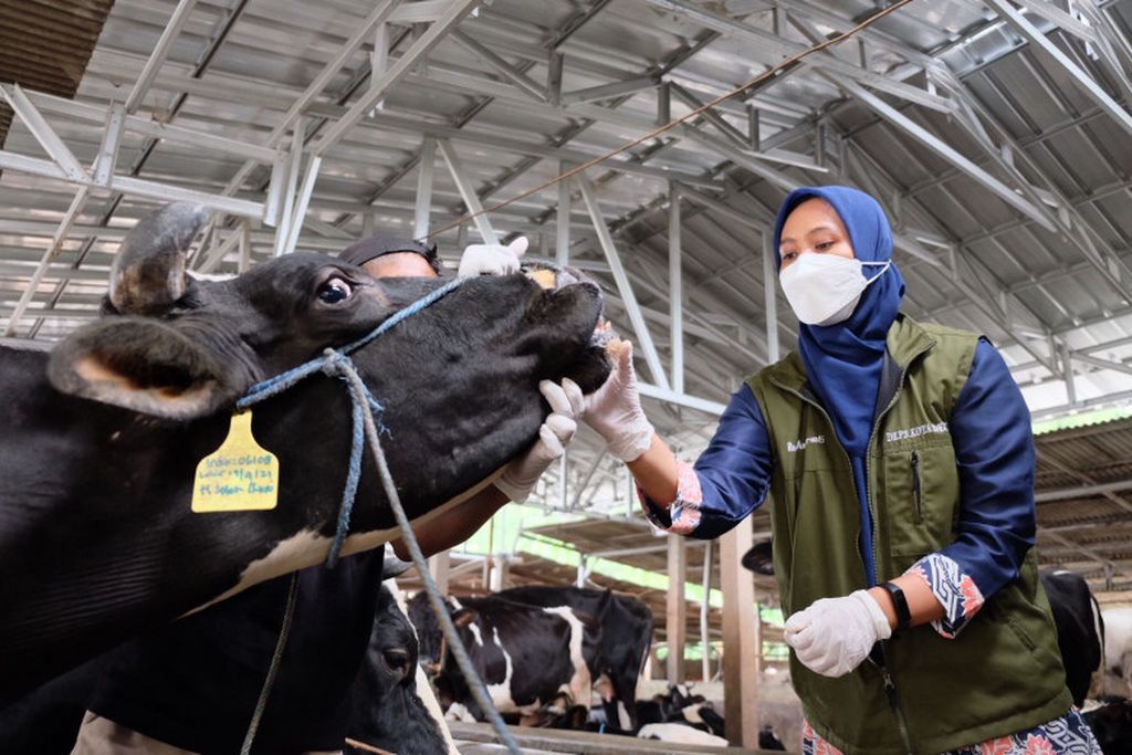 Petugas Ketahanan Pangan, Pertanian, dan Perikanan (DKP3) Kota Depok memeriksa kesehatan sapi di salah satu peternakan di Cimanggis, Depok, Jawa Barat, Kamis (12/5/2022).