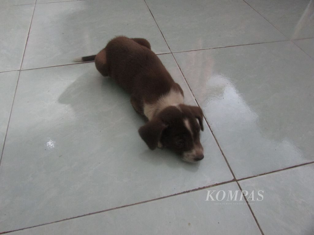 Anak anjing milik Gabriel Murin di Kupang, Minggu (24/4/2022). Sebagian besar anjing peliharaan di Nusa Tenggara Timur jarang dimandikan sehingga mudah terserang penyakit.