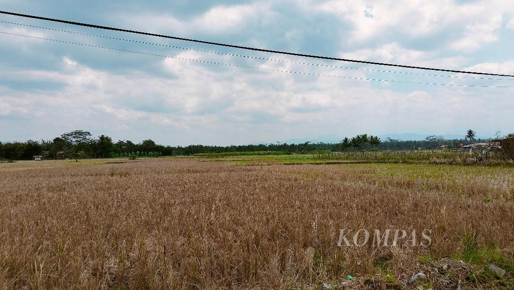 Sebagian lahan sawah dibiarkan bera tak tergarap di Desa Deyangan, Kecamatan Mertoyudan, Kabupaten Magelang, Kamis (7/9/2023). Kesulitan air di musim kemarau membuat sebagian petani malas untuk menggarap lahan.