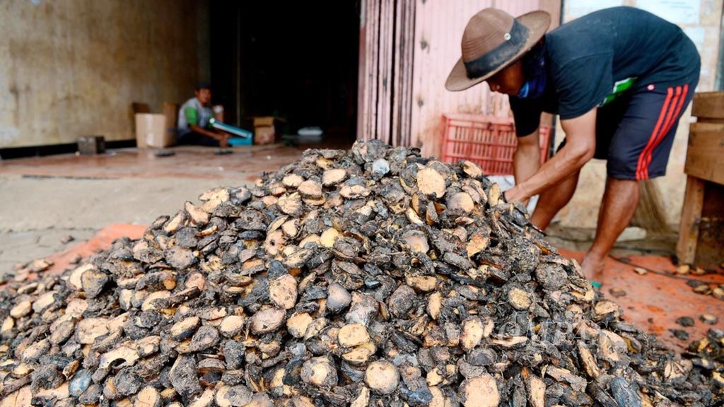 Potongan umbi-umbian porang yang siap untuk dikeringkan di Desa Pingit, Kecamatan Pringsurat, Kabupaten Temanggung, Jawa Tengah, Selasa (3/4/2019). 