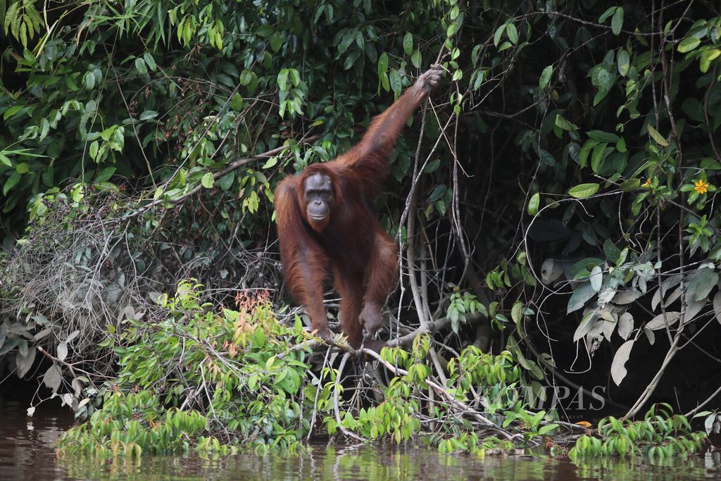 Orangutan memantau kedatangan perahu motor di kawasan konservasi orangutan di gugusan Pulau Salat, Palangkaraya, Kalimantan Tengah.