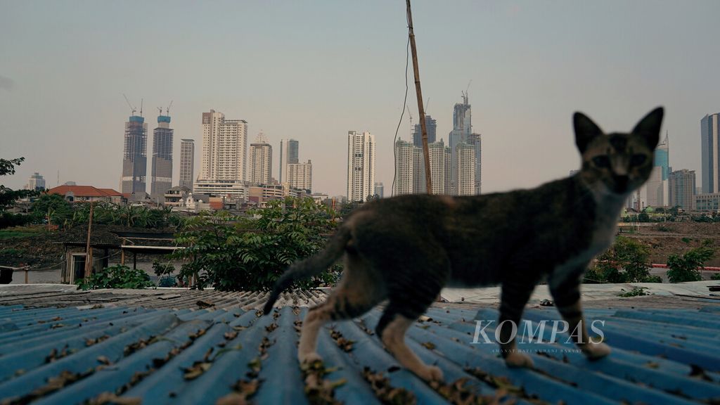 Siluet kucing berlatar gedung bertingkat di bantaran Kanal Barat, Petamburan, Tanah Abang, Jakarta Pusat, Selasa (5/10/2021). 