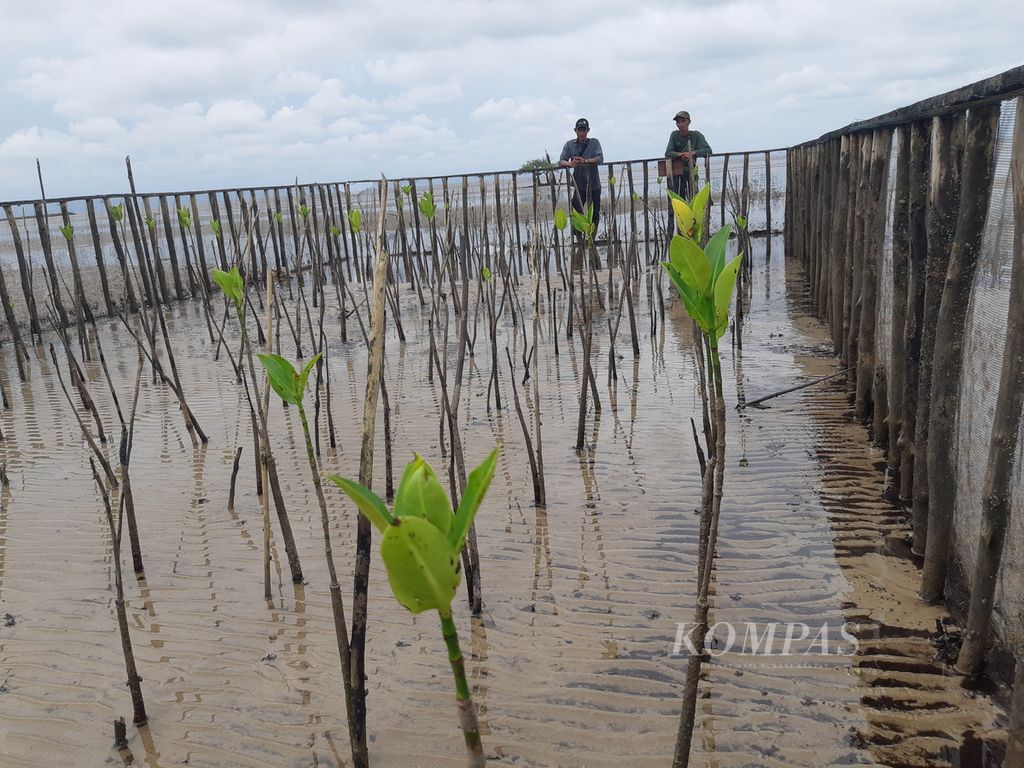 Dua warga memperhatikan pertumbuhan pohon bakau yang tumbuh di tepian Selat Malaka yang terletak di Desa Teluk Pambang, Kecamatan Bantan, Kabupaten Bengkalis, Riau, Selasa (9/7/2024). Upaya rehabilitasi terus dilakukan, termasuk melibatkan warga, untuk menanam pohon bakau guna mencegah terjadinya abrasi.