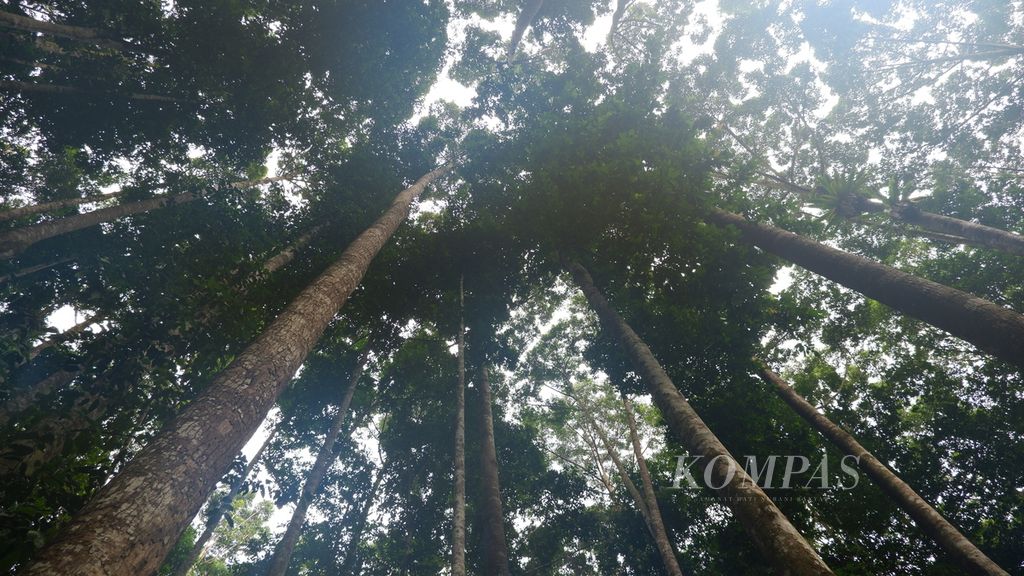 Tegakan meranti di dalam kawasan Ekowisata Hutan Meranti, Kabupaten Kotabaru, Kalimantan Selatan, Kamis (7/7/2022).
