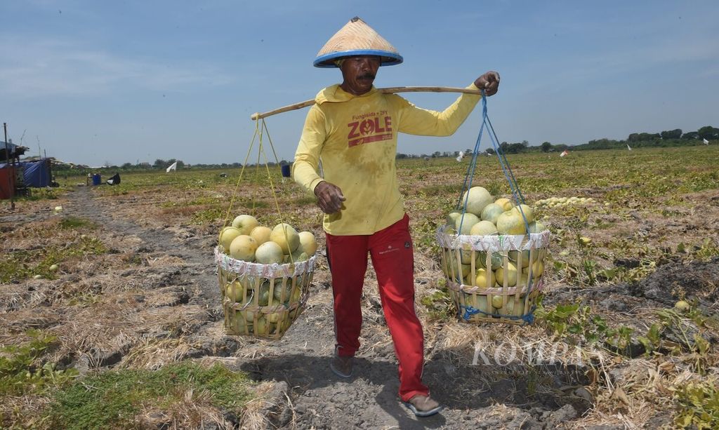 Petani melon di Sidoarjo, Jawa Timur, Senin (4/9/2023). Cuaca yang terlalu panas pada musim kemarau ini membuat petani melon setempat mulai mengakhiri musim panen. Di akhir musim panen, tanah yang terlalu keras membuat melon berukuran kecil. Selain kecil, banyak melon busuk. 
