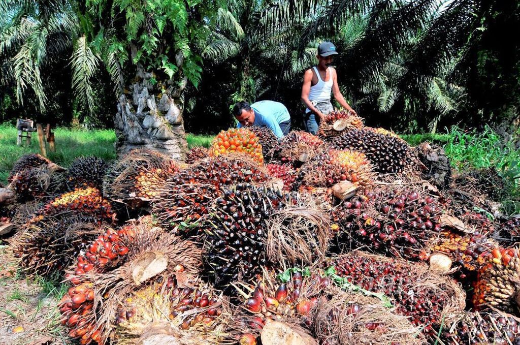 Petani menata tandan buah segar kelapa sawit yang baru mereka panen di Desa Paku, Kecamatan galang, Kabupaten Deli Serdang, Sumatera Utara, Senin (10/9/2012). 