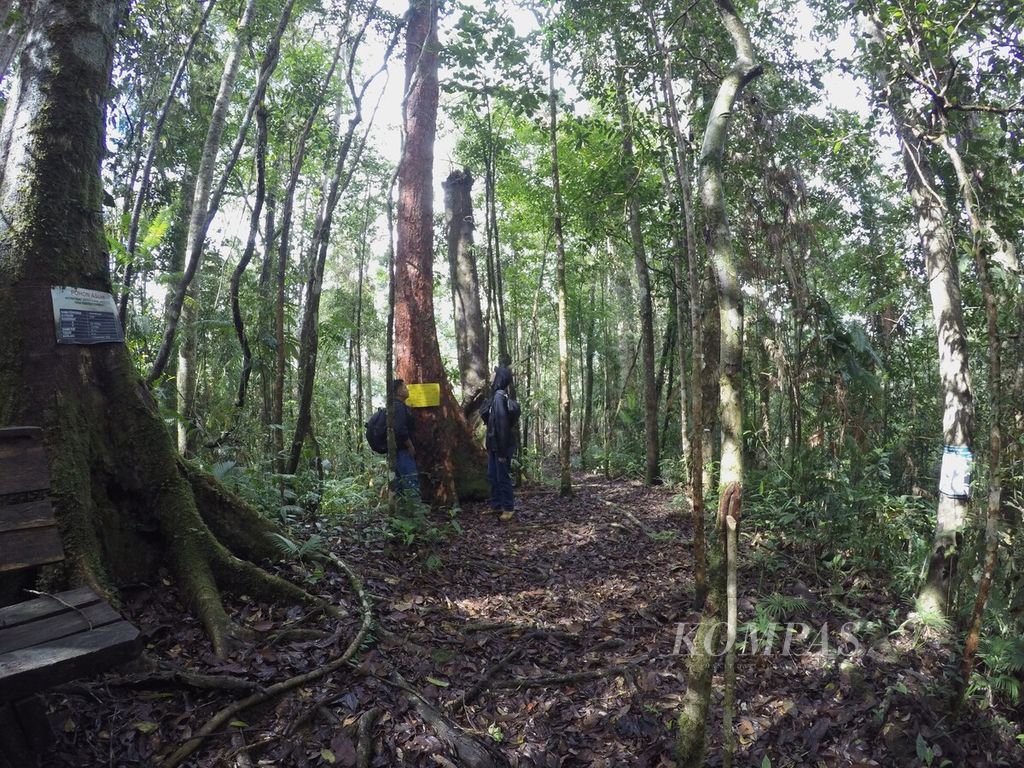 Ribuan pohon di hutan adat di Desa Rantau Kermas, Merangin, Jambi, Minggu (26/12/2023), utuh terjaga hingga kini. Ribuan pohon bahkan telah mendapatkan dukungan pendanaan publik lewat program pohon asuh.