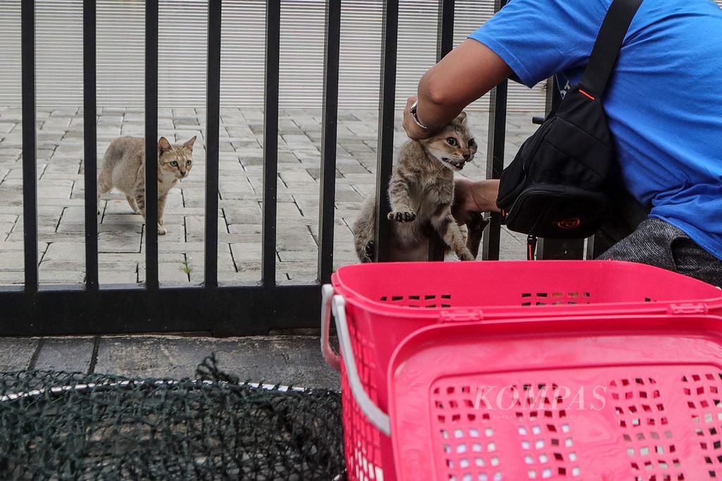 Anggota komunitas Let's Adopt Indonesia menangkap kucing di kawasan Gondangdia, Jakarta, Sabtu (8/7/2023). 