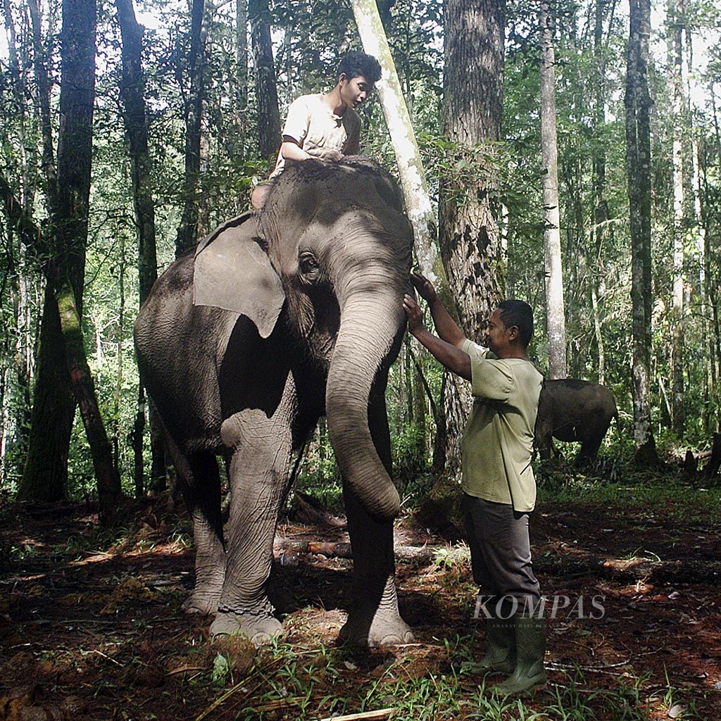 Siti, gajah betina berumur 37 tahun, bersama mahotnya di Aek Nauli Elephant Conservation Camp, Simalungun, Sumatera Utara, Minggu (10/12). Aek Nauli Elephant Conservation Camp memiliki empat gajah jinak sebagai bagian pendukung wisata Danau Toba dan upaya pelestarian gajah Sumatera. 