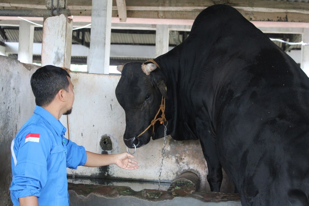 Petugas mengamati salah satu pejantan sapi pasundan di UPTD Balai Perbibitan dan Pengembangan Inseminasi Buatan Ternak Sapi Potong Ciamis, Jawa Barat, Jumat (16/6/2023).