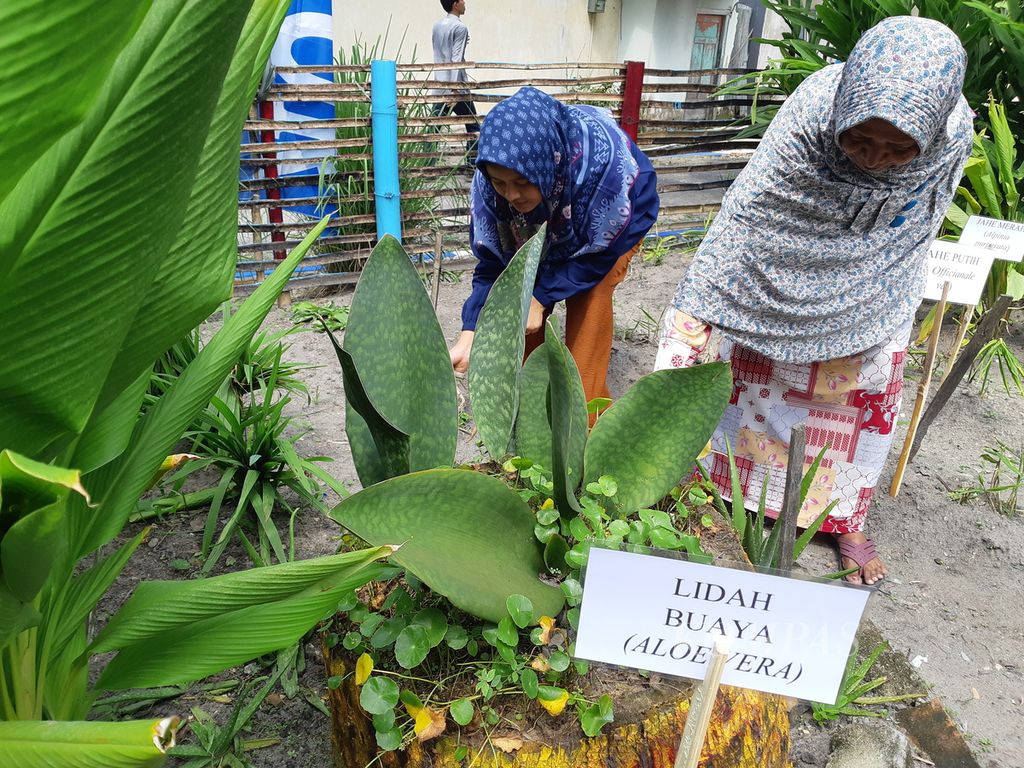 Warga merawat hamparan tanaman obat dan sayuran di RT 011 Pasir Putih, Kota Jambi, Selasa (28/6/2022). Kegiatan itu bagian dari Program Kampung Bantar yang bertujuan menarik partisipasi masyarakat dalam pembangunan kota.