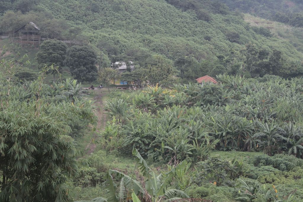 Kawasan eks Tempat Pembuangan Akhir Sampah Leuwigajah, Kota Cimahi, Jawa Barat, Minggu (20/2/2022), terlihat hijau. Warga menanam pohon pisang dan tanaman lainnya. Sebelumnya, kawasan tersebut terjadi longsor dan menewaskan lebih dari 150 orang tahun 2005.