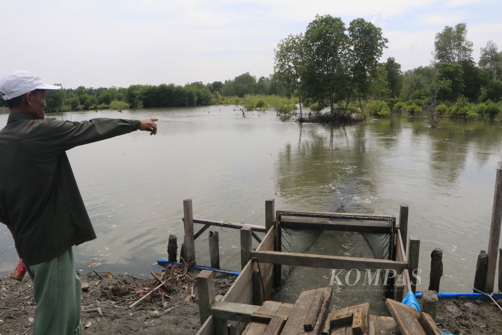 Miswat (50), Ketua Kelompok Tani Hutan Pantai Panglima, menunjukkan hutan mangrove yang ditanami kembali oleh warga setelah rusak akibat alih fungsi menjadi tambak ikan intensif di Desa Tanjung Rejo, Percut Sei Tuan, Deli Serdang, Sumatera Utara, Selasa (22/11/2022).