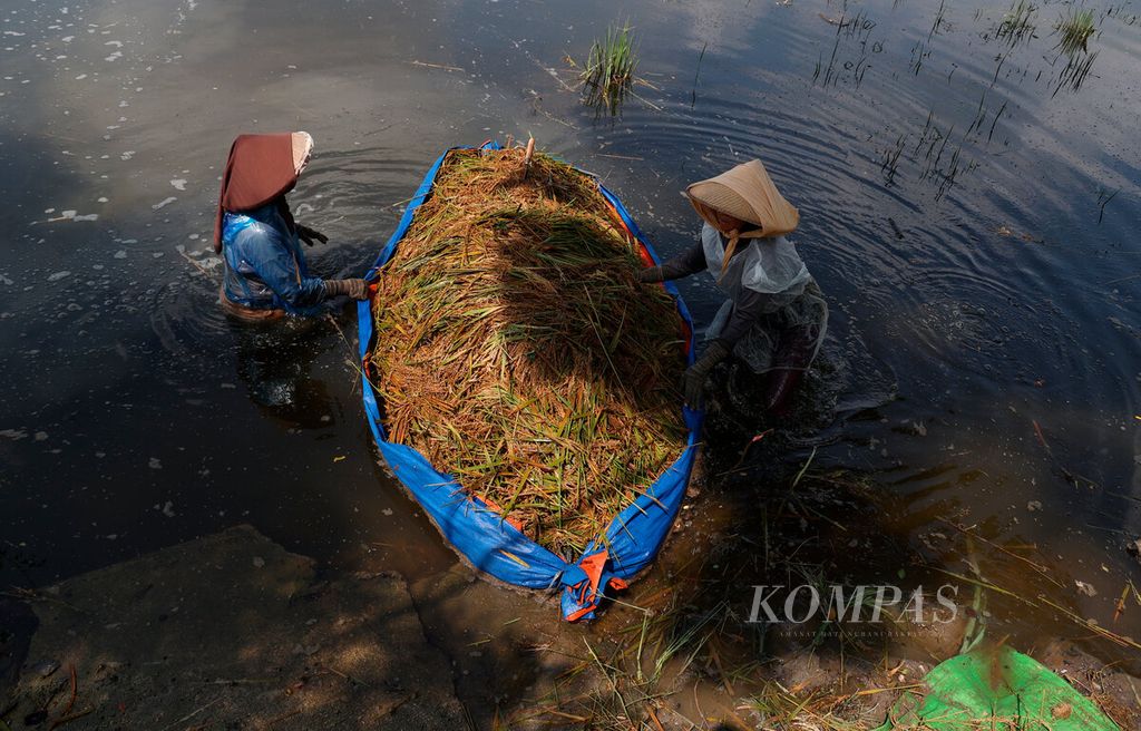 Petani menggunakan terpal untuk membawa padi hasil panen saat melintasi genangan banjir di Kecamatan Wonosalam, Kabupaten Demak, Jawa Tengah, Jumat (22/3/2024).