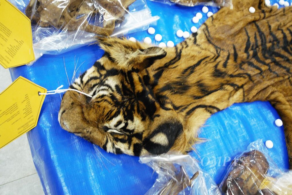 Satu helai kulit harimau hasil sitaan dari jaringan perdagangan satwa lindung, Senin (22/1/2024).