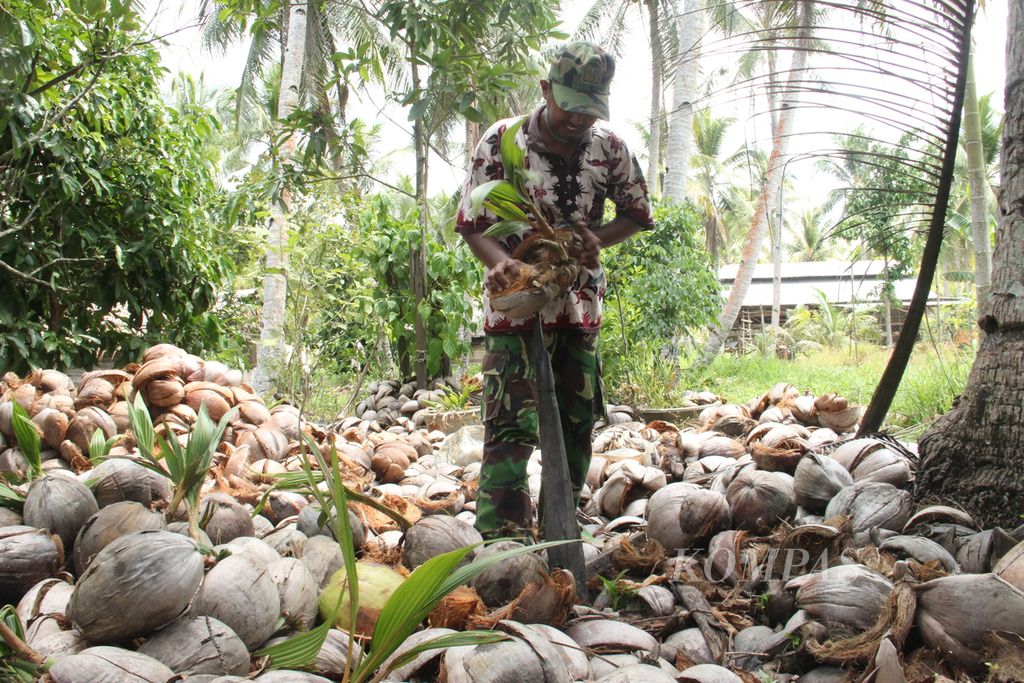 Jupriadi (32), warga pesisir di Kecamatan Segedong, Kabupaten Mempawah, Kalimantan Barat, sedang mengupas kelapa untuk diolah menjadi minyak kelapa, April lalu.