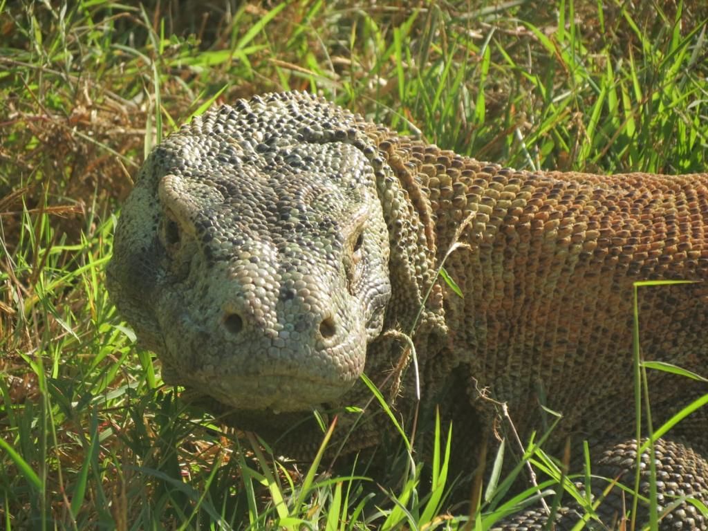 <i>Mbou </i>atau komodo di Pulau Ontoloe dan sekitarnya di Taman Wisata Alam 17 Pulau Riung. Tidak perlu melihat Komodo di TN Komodo, tetapi cukup ke Riung pun bisa melihat binatang yang sama.