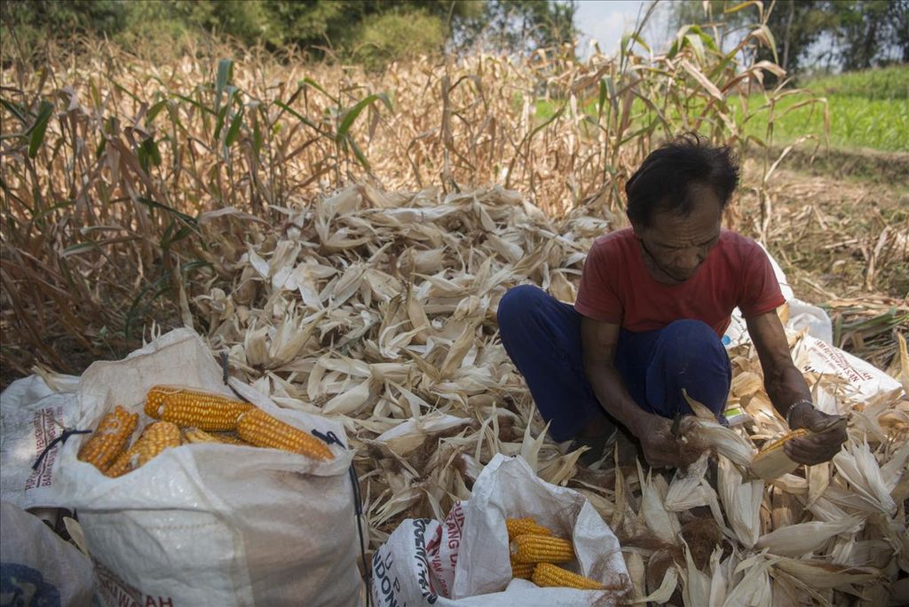 Suripto (65) memanen jagung yang dibudidayakan dengan pupuk organik di Desa Dalangan, Tulung, Klaten, Jawa Tengah, Kamis (15/8/2019). Sebagian petani menggunakan pupuk organik, antara lain, untuk meningkatkan harga jual dan kualitas hasil panen.