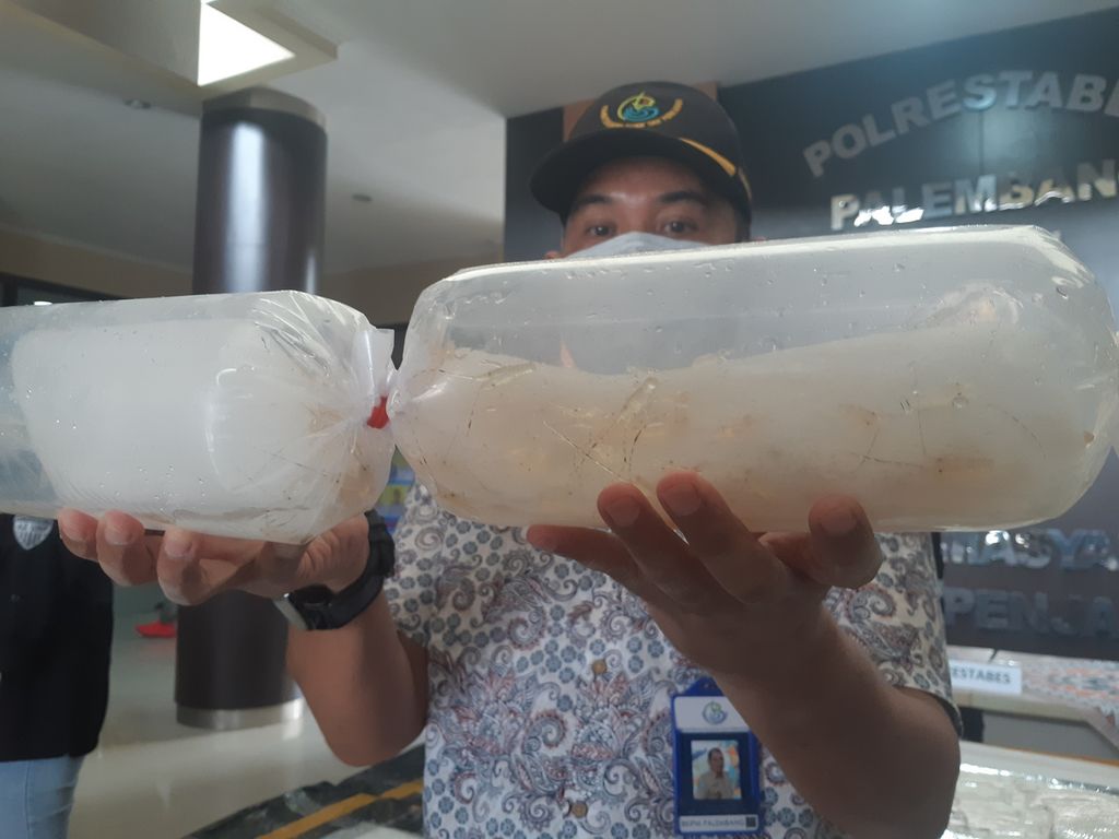 Petugas memperlihatkan kantong plastik yang berisikan benih lobster 98.620 ekor di Markas Polrestabes Palembang, Jumat (22/10/2021). Benih lobster senilai Rp 15,3 miliar ini disita dari dua pelaku yang hendak menyelundupkan bibit lobster tersebut ke Lubuklinggau. 