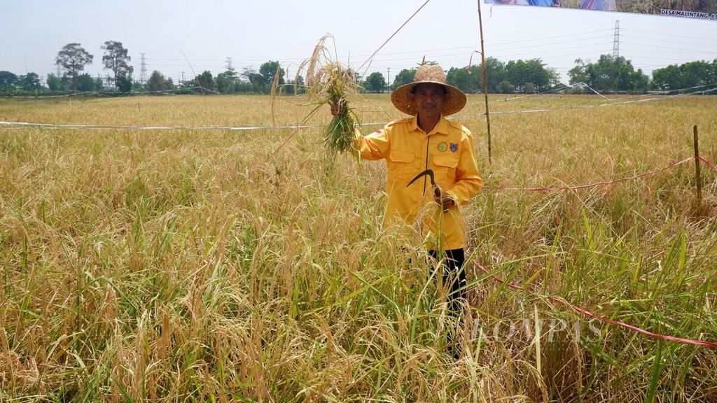 Petani memanen padi lokal yang ditanam dengan metode MTOT serta menggunakan pupuk daun dari cangkang telur di Desa Malintang, Kecamatan Gambut, Kabupaten Banjar, Kalimantan Selatan, Senin (4/9/2023). 