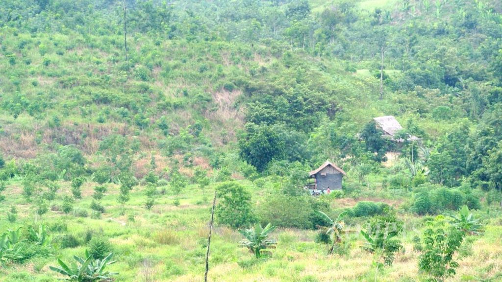 Kawasan Taman Nasional Gunung Leuser di Desa Pir ADB, Kecamatan Besitang, Kabupaten Langkat, Sumatera Utara.