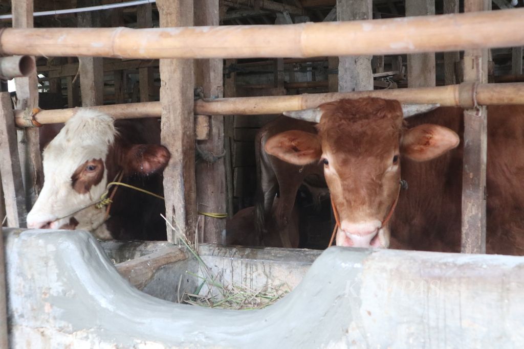 Suasana sebuah kandang sapi di Kabupaten Kuningan, Jawa Barat, Selasa (17/5/2022). Hingga kini, petugas menemukan tujuh sapi yang mengalami penyakit mulut dan kuku. Selain mengisolasi ternak itu, Dinas Perikanan dan Peternakan Kuningan juga akan membagikan vitamin kepada peternak.