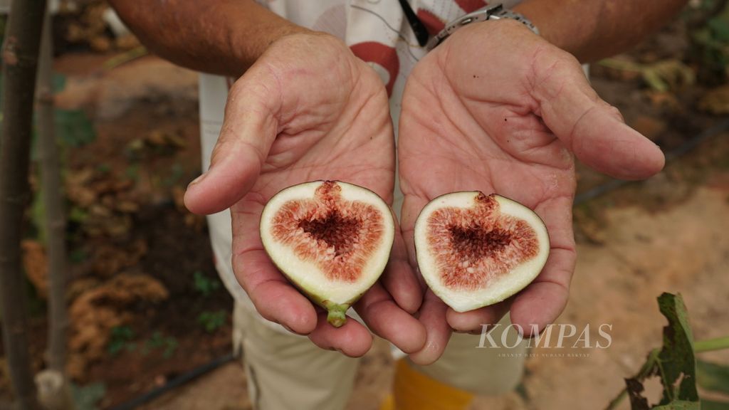 Bagian dalam buah <i>fig</i>. Buah yang dibudidayakan di Dataran Tinggi Cameron, Malaysia, ini rasanya manis dengan daging yang lembut. Foto diambil Rabu (1/6/2022).