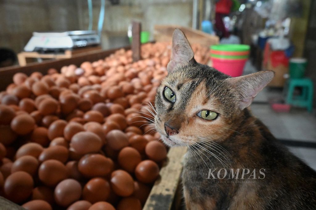 Seekor kucing bersantai di lapak pedagang telur ayam, di Pasar Kramatjati, Jakarta Timur, Rabu (24/8/2022) sore. Harga telur ayam di pasar itu berkisar Rp Rp 30.000 per kilogram.