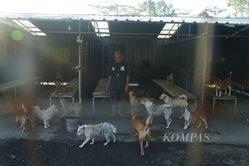 Seorang karyawan mengamati anjing-anjing di tempat penampungan Animal Friends Manado Indonesia (AFMI) di Lahendong, Tomohon, Sulawesi Utara, pada Sabtu (29/7/2023) sore. 