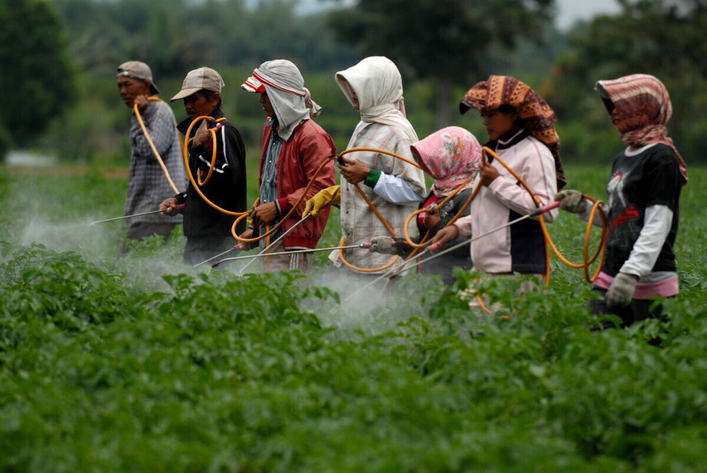 Para buruh tani menyemprotkan pestisida pada tanaman kentang di Desa Lingga Julu, Kecamatan Simpang Empat, Kabupaten Karo, Sumatera Utara, Jumat (4/3/2011). 