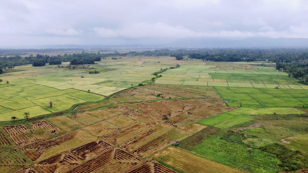 Hamparan area persawahan di Kecamatan Lainea, Konawe Selatan, seperti terlihat pada Rabu (23/8/2023) lalu. Ribuan hektar lahan pertanian di Sultra terancam gagal panen akibat kekeringan panjang yang merupakan dampak dari El Nino.