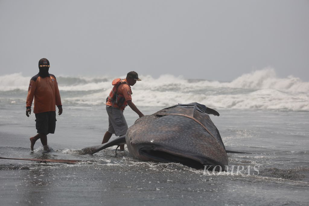 Sukarelawan berusaha memindahkan bangkai hiu paus yang terdampar di Pantai Garongan, Kabupaten Kulon Progo, Daerah Istimewa Yogyakarta, Kamis (9/11/2023).
