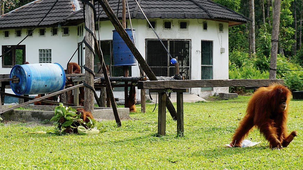 Ficer orangutan. Orangutan sedang bermain di Pusat Rehabilitasi dan Reintroduksi Orangutan di Nyaru Menteng, Palangkaraya, Kalimantan Tengah milik  Yayasan Borneo Orangutan Survival (BOS), pada Selasa (13/2) lalu. Makin banyak kobflik orangutan membuat satwa liar dilindungi tersebut masuk kategori sangat terancam punah.