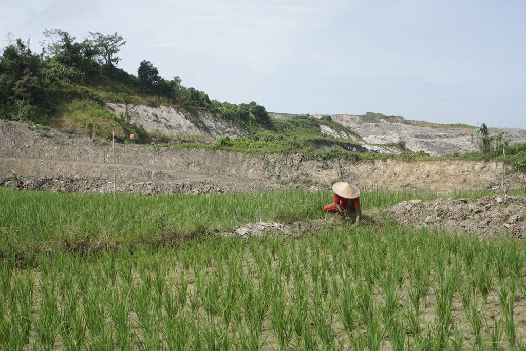 Syadari (45) merumput di persawahan yang berhadapan langsung dengan tambang batubara di Desa Karang Tunggal, Kecamatan Tenggarong Seberang, Kabupaten Kutai Kartanegara, Kalimantan Timur, Sabtu (7/1/2023).