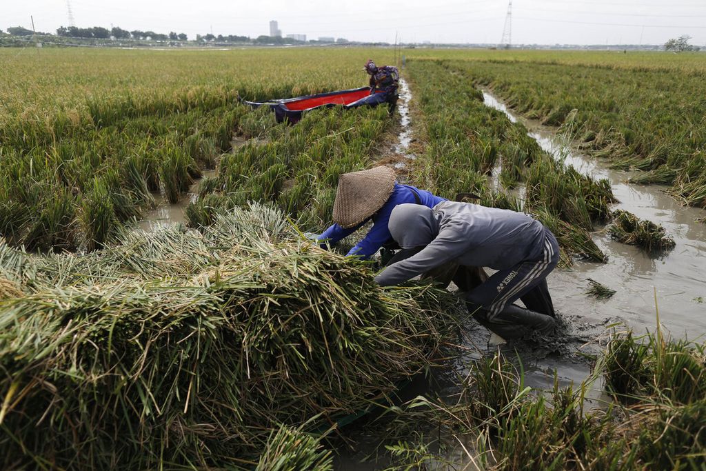 Buruh tani memanen padi di lahan sawah yang terendam banjir di kawasan Rorotan, Jakarta Utara, Rabu (4/1/2023). Agar tidak terendam air, padi yang telah dipotong diletakkan di dalam terpal yang telah dibentuk menyerupai perahu.