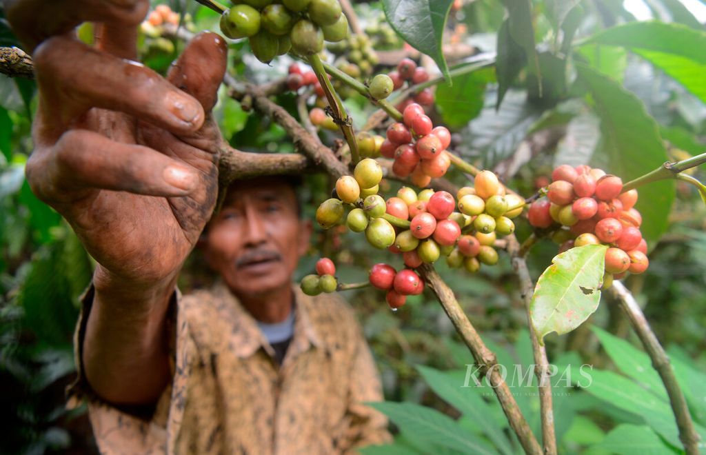 Petani kopi memilih buah kopi yang telah masak untuk dipetik di Desa Jambon, Kecamatan Gemawang, Kabupaten Temanggung, Jawa Tengah, Rabu (8/6/2022). 