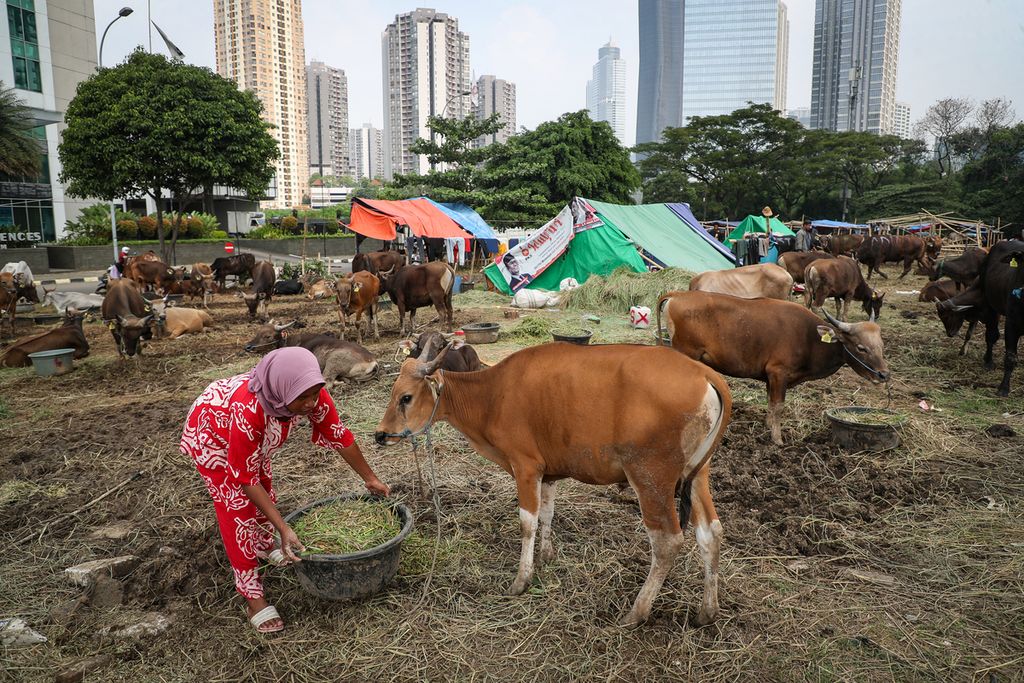 Pedagang memberi makan sapi kurban yang dijual di kawasan Kuningan, Jakarta Selatan, Senin (26/6/2023). Sapi-sapi tersebut didatangkan dari Kabupaten Bima, Nusa Tenggara Barat, dan dijual dengan harga Rp 12 juta-Rp 45 juta tergantung ukuran. Menjelang  Idul Adha 1444 Hijriah, penjualan sapi-sapi asal Kabupaten Bima menurun dibandingkan dengan tahun sebelumnya. 