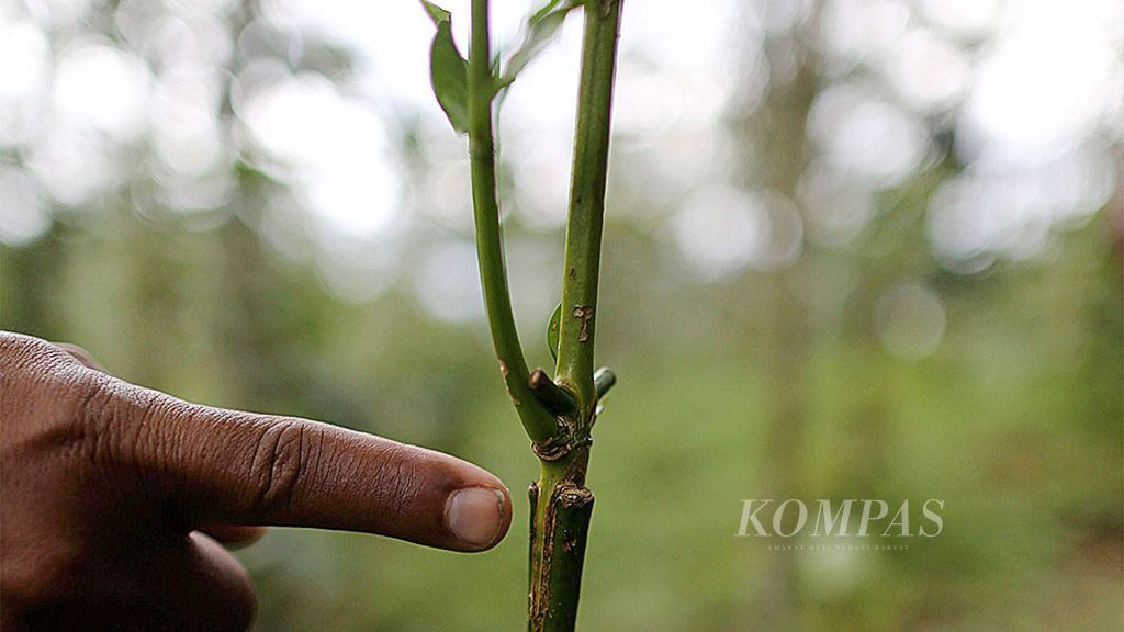 Anggota kelompok petani kopi Wajah Baru di Desa Goloworok, Ruteng, Manggarai, Nusa Tenggara Timur, mencontohkan keberhasilan <i>grafting</i> antara tanaman kopi jenis robusta dan jenis arabika, Jumat (9/2/2018).