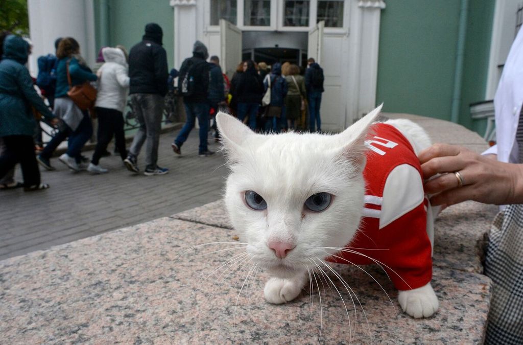 Achilles, seekor kucing asal Rusia, difoto di sebuah museum di Saint Petersburg, Rusia, pada 7 Juni 2018. Kucing tuli itu akurat memprediksi sejumlah pemenang laga pada Piala Dunia Rusia 2018 lalu. 
