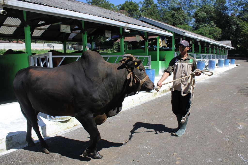 Petugas mengeluarkan sapi pejantan lokal berjenis Sapi Pasundan di Balai Inseminasi Buatan Lembang, Kabupaten Bandung Barat, Jawa Barat, Rabu (31/5/2023). Sapi berbobot 700 kilogram lebih ini berumur 10 tahun.